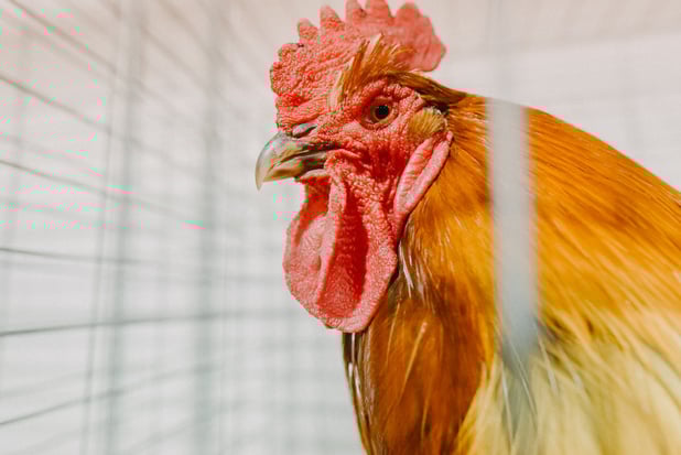 Departement Zorg vraagt waakzaamheid voor vogelgriep